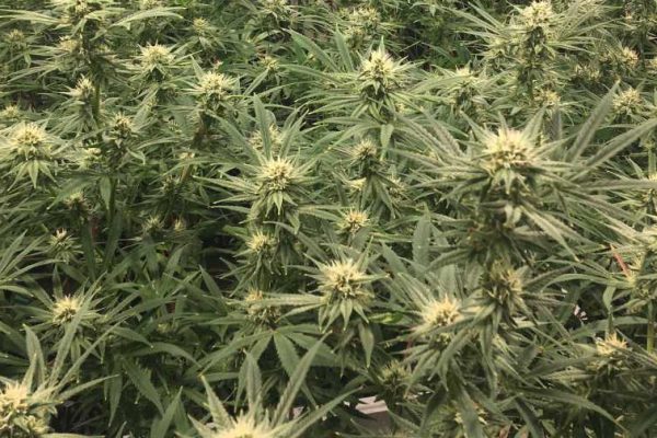 Major raid in Donegal Ireland uncovers half a million pounds worth of cannabis.